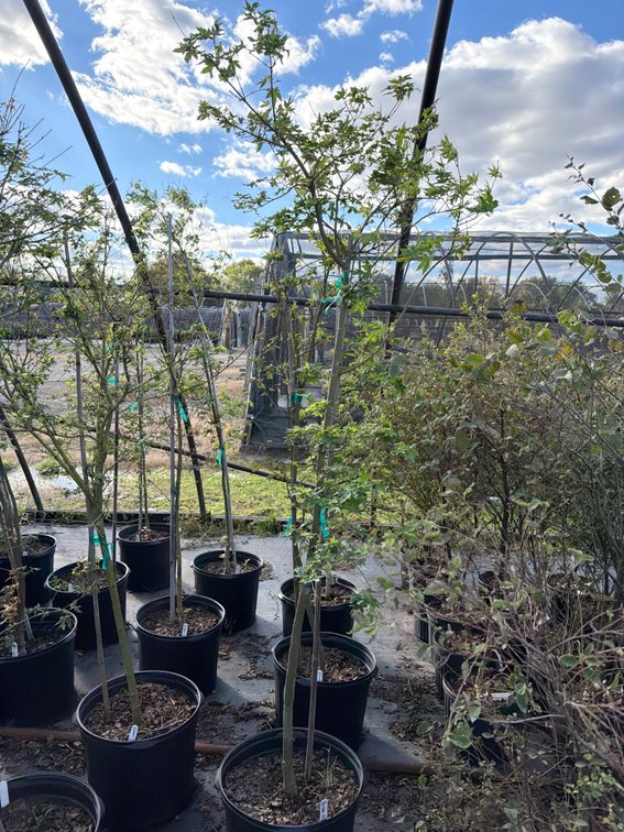 1count Green Japanese Maple Tree 7 gal