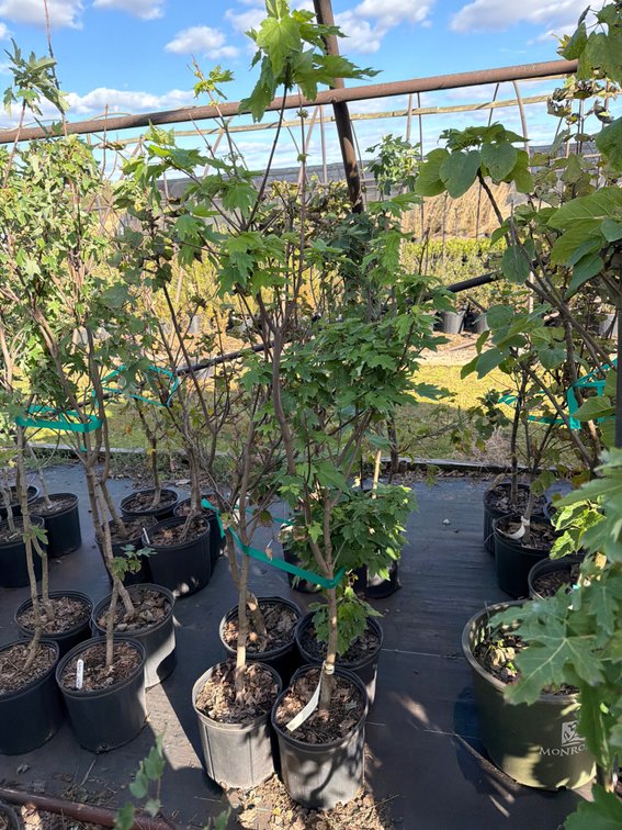 4count Brandywine Maple Tree 3 gal