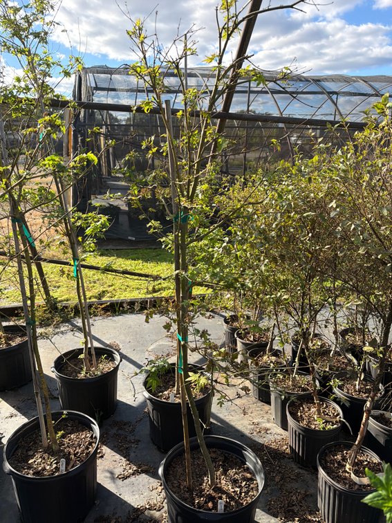 1count Green Japanese Maple Tree 7 gal