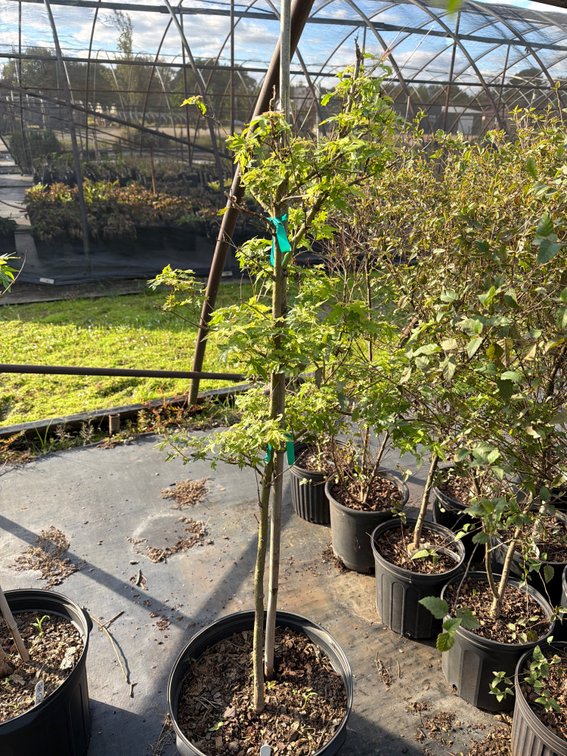 1count Green Japanese Maple Tree 7 gal