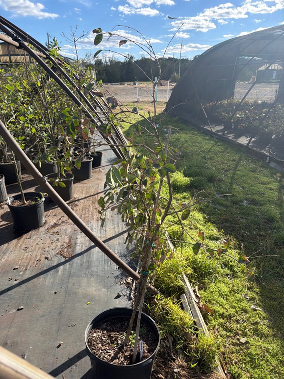 1count Chinese Fringe Tree 7 gal