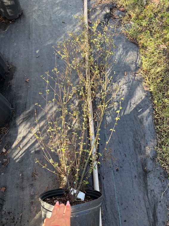 7count Select River Birch Tree 3 gal