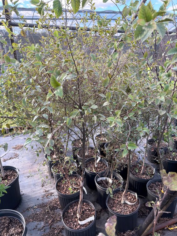 6count Dura Heat River Birch Tree 3 gal