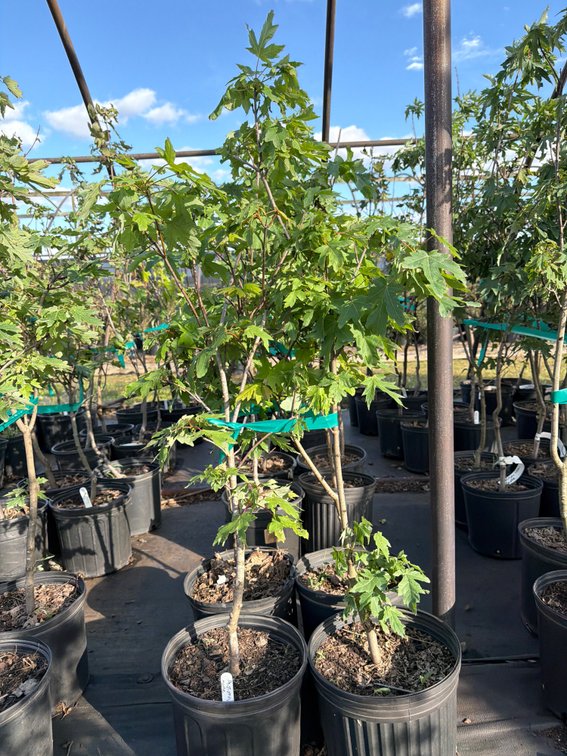 4count Autumn Blaze Maple Tree 3 gal