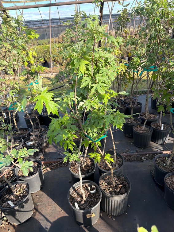 4count Autumn Blaze Maple Tree 3 gal