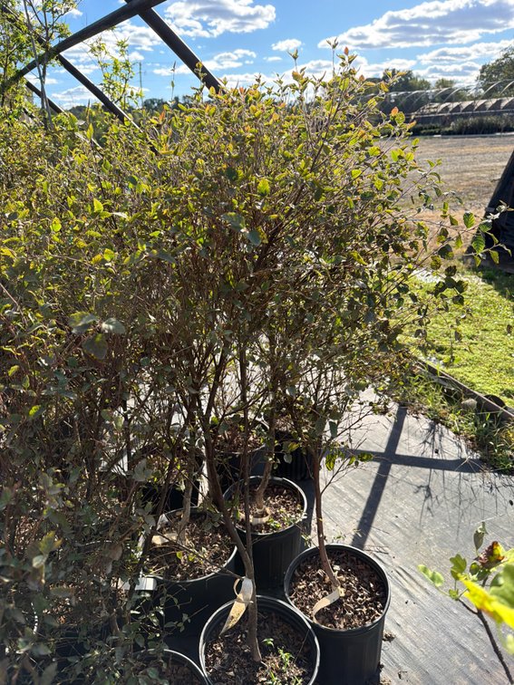 5count Dura Heat River Birch Tree 3 gal
