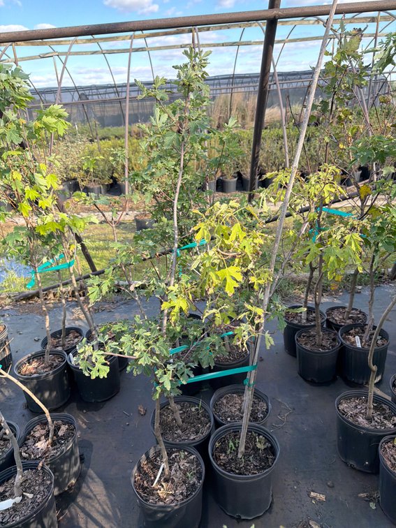 4count Celebration Maple Tree 3 gal