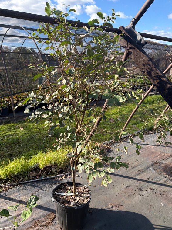 1count Chinese Fringe Tree 7 gal