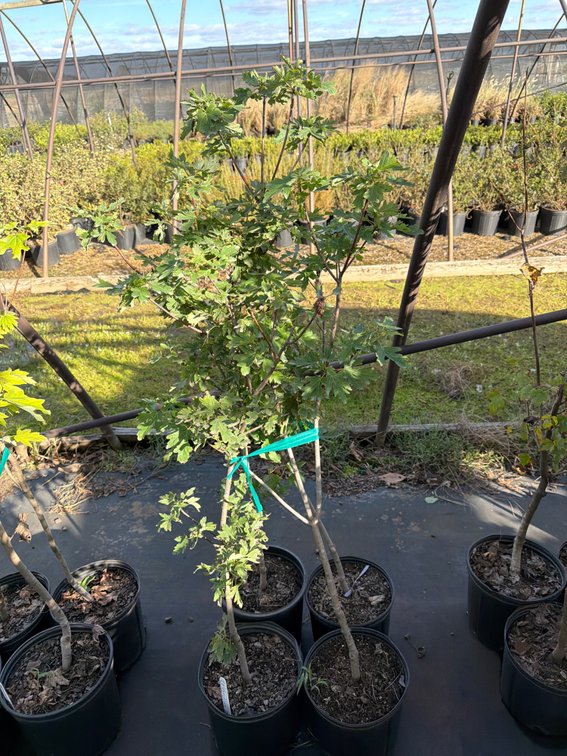 4count Celebration Maple Tree 3 gal