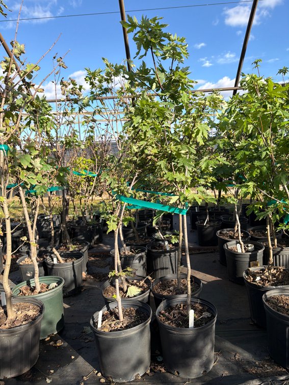 4count Celebration Maple Tree 3 gal