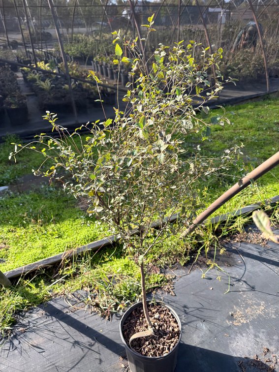5count Dura Heat River Birch Tree 3 gal