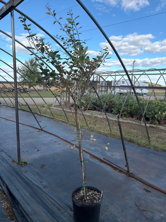 1count Chinese Fringe Tree 7 gal