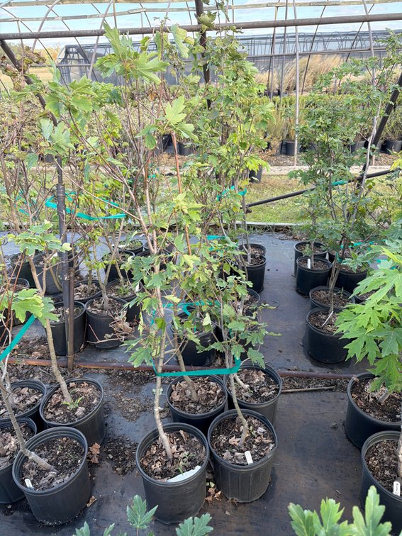 4count Armstrong Maple Tree 3 gal