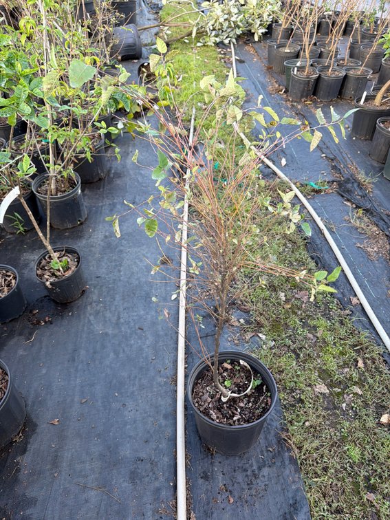 5count Heritage River Birch 3 gal