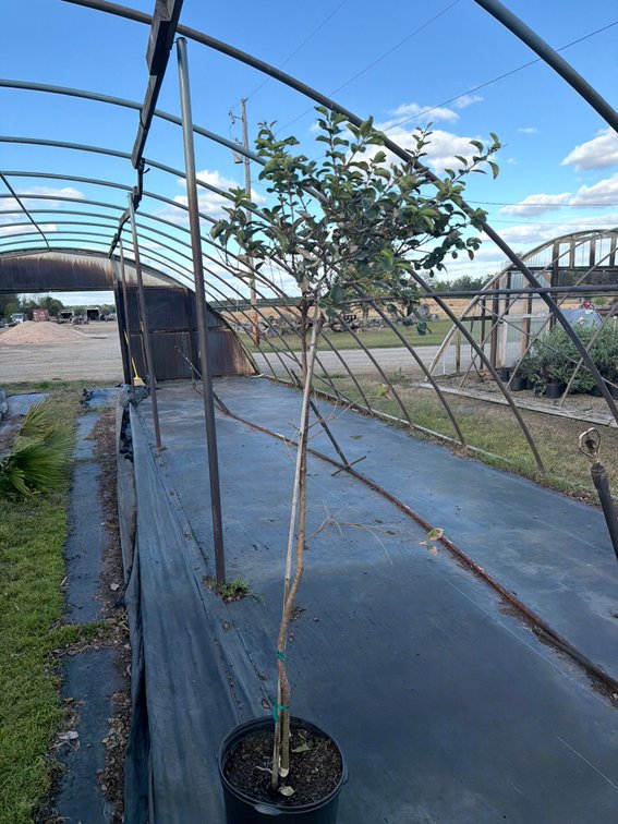 1count Chinese Fringe Tree 7 gal