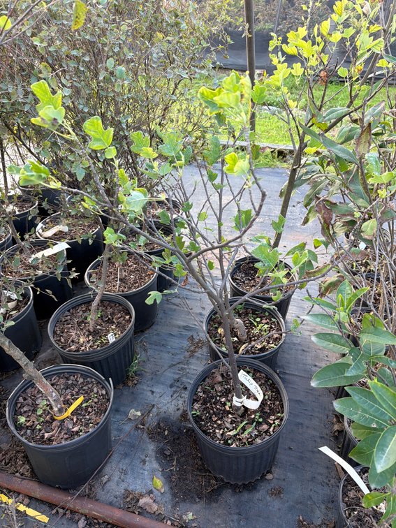 3count Tulip Tree 3 gal