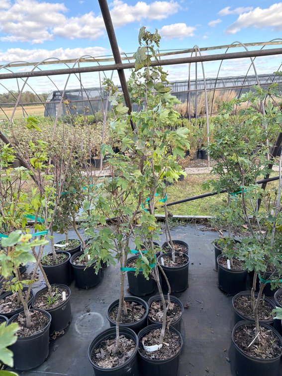 4count Armstrong Maple Tree 3 gal