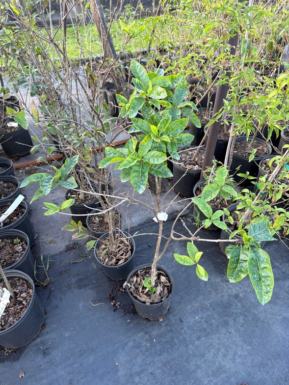 7count White Fringe Tree 1 gal