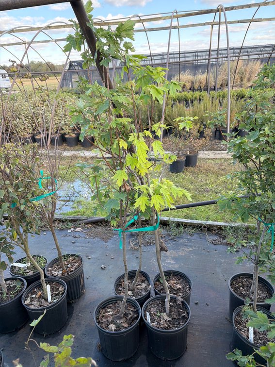 4count Armstrong Maple Tree 3 gal