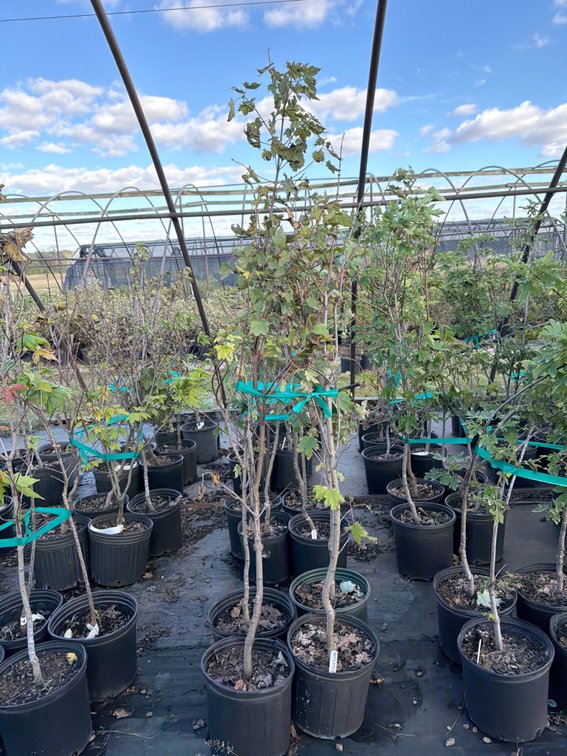 4count Armstrong Maple Tree 3 gal