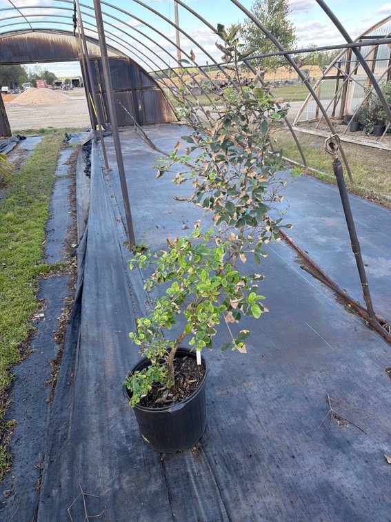 1count Chinese Fringe Tree 7 gal