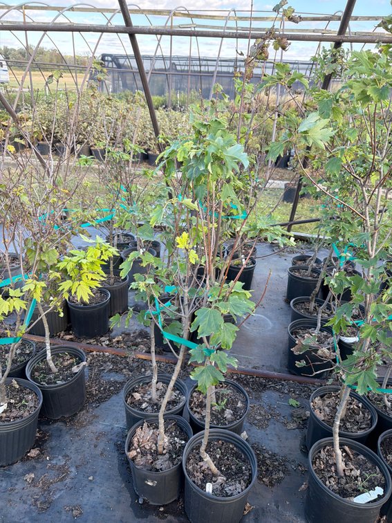 4count Armstrong Maple Tree 3 gal