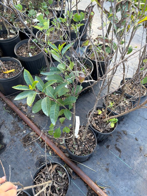 7count White Fringe Tree 1 gal
