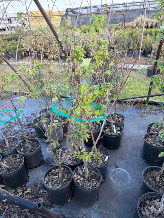 4count Autumn Flame Maple Tree 3 gal