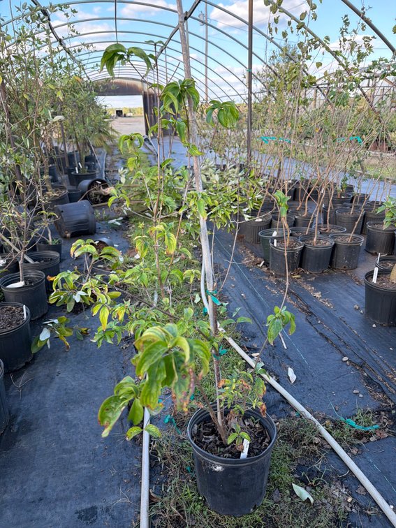5count Chinese Dogwood Tree 3 gal