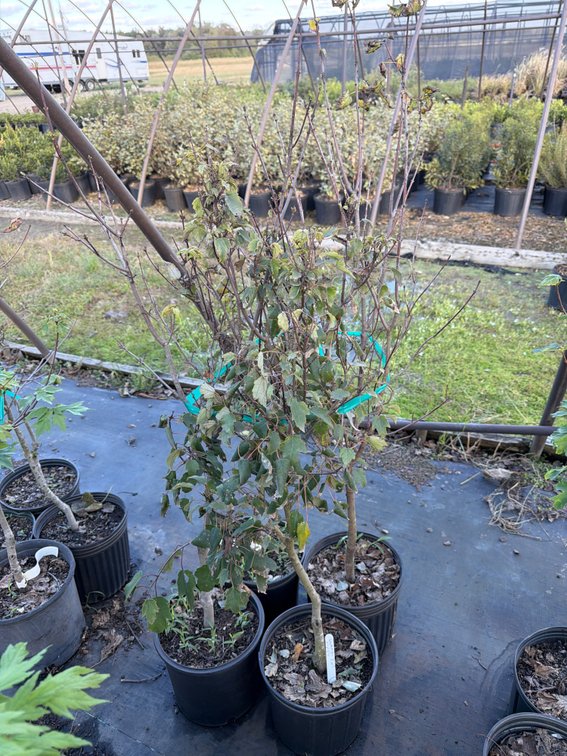 4count Summer Red Maple Tree 3 gal