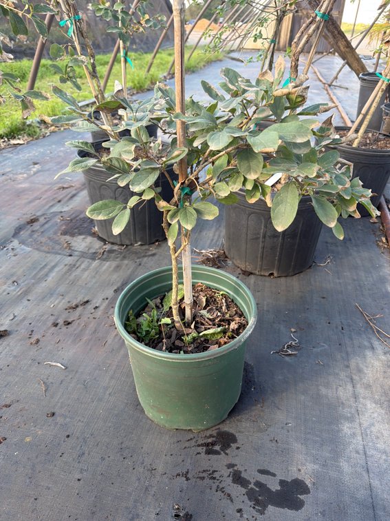 1count Chinese Fringe Tree 3 gal