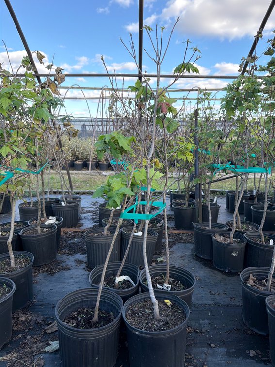 4count Sugar Maple Tree 3 gal