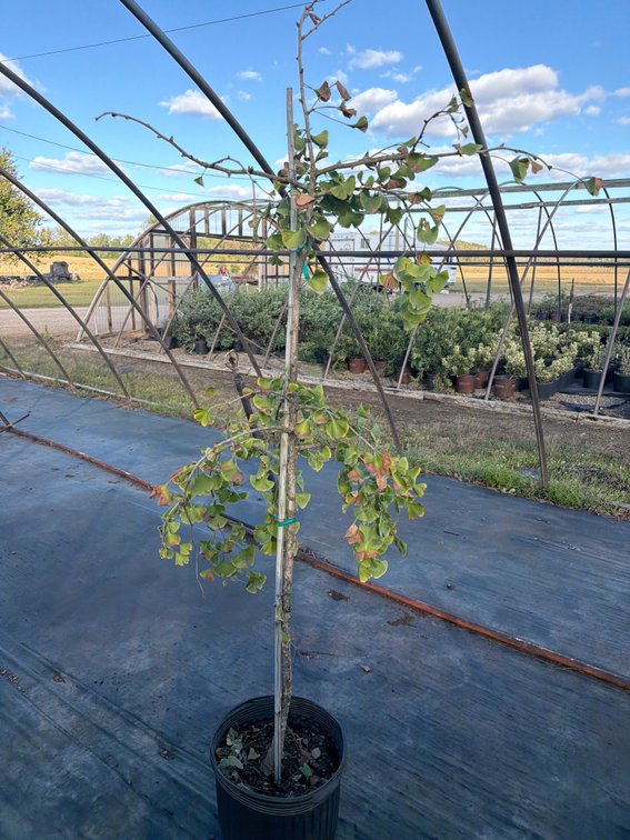 1count Ginkgo Biloba Tree 7 gal
