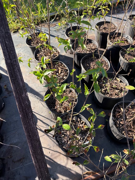 5count Chinese Dogwood Tree 3 gal