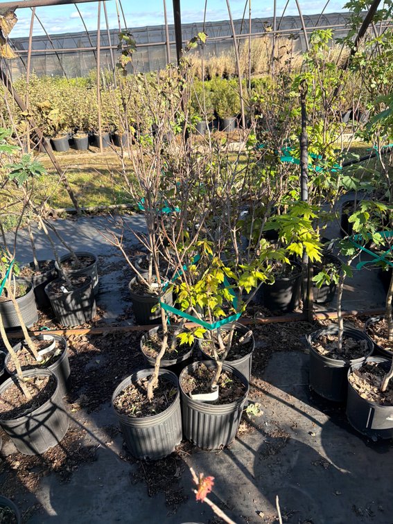 4count Sun Valley Maple Tree 3 gal