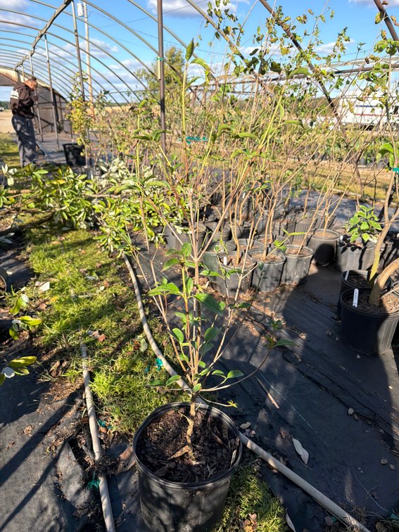 5count Chinese Dogwood Tree 3 gal