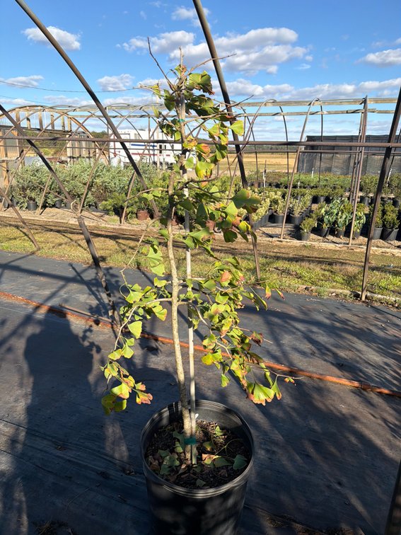 1count Ginkgo Biloba Tree 15 gal