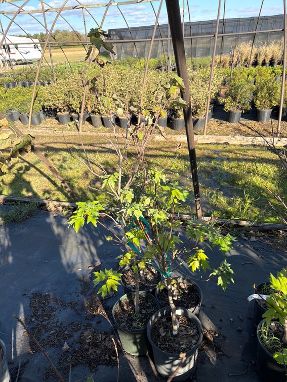 4count Sun Valley Maple Tree 3 gal