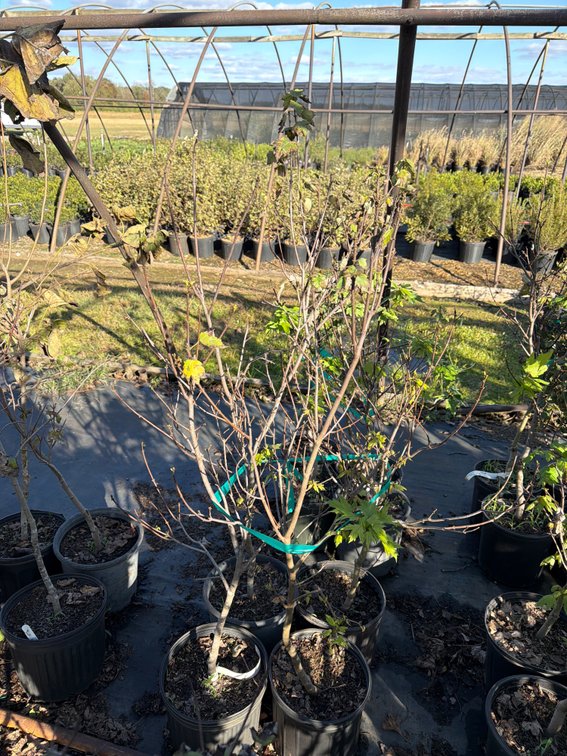 4count Sun Valley Maple Tree 3 gal