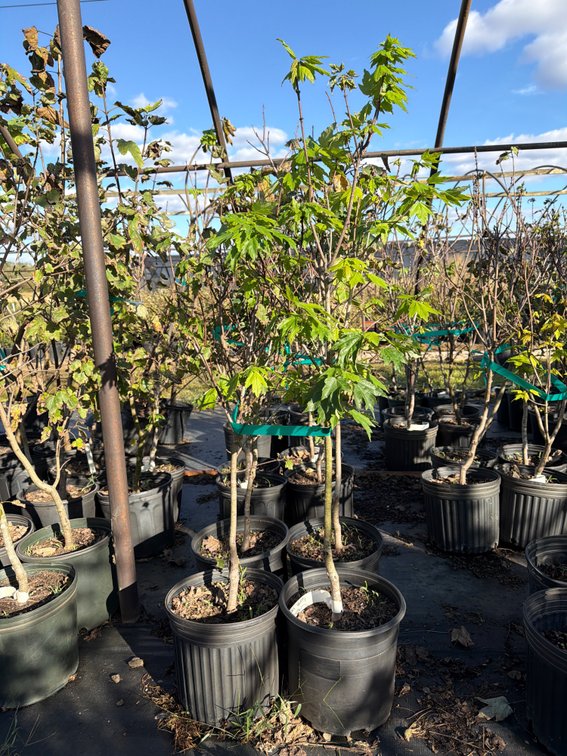 4count Sun Valley Maple Tree 3 gal