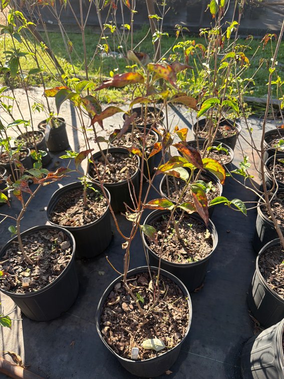5count Chinese Dogwood Tree 3 gal