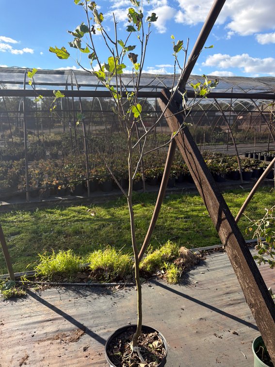 1count Tulip Tree 7 gal