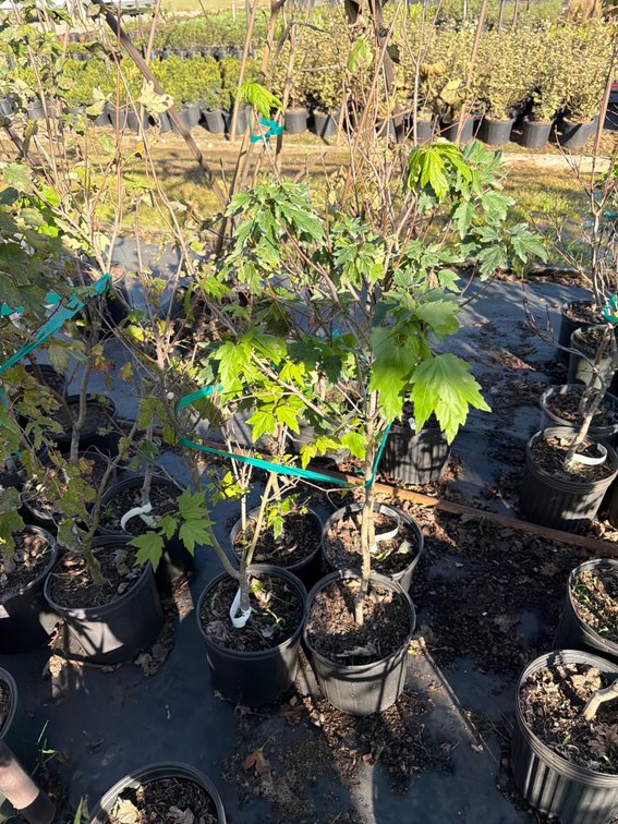 4count Sun Valley Maple Tree 3 gal
