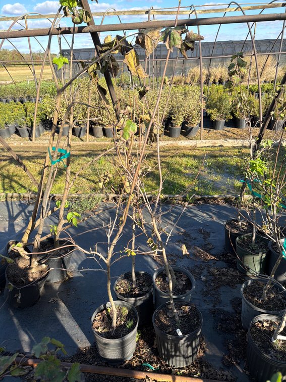 4count Sun Valley Maple Tree 3 gal