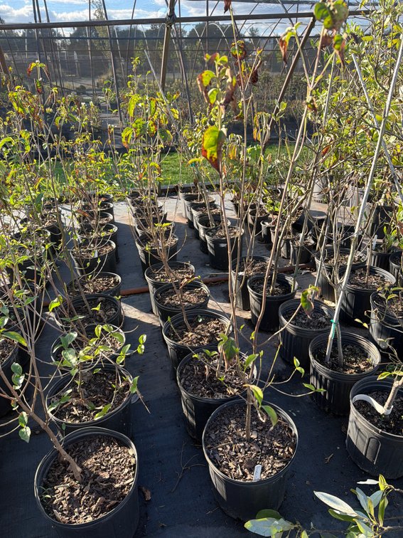 5count Chinese Dogwood Tree 3 gal