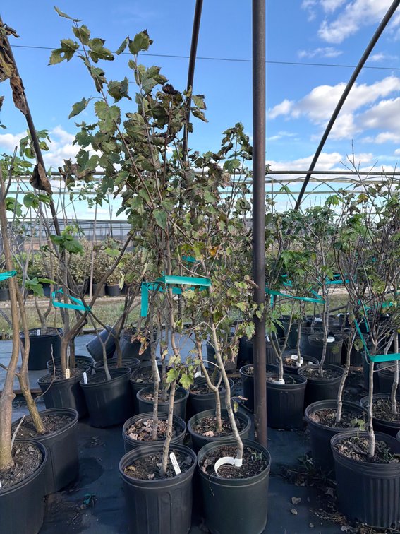 4count Red Sunset Maple Tree 3 gal