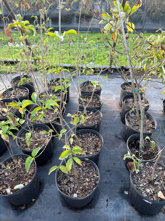 5count Chinese Dogwood Tree 3 gal