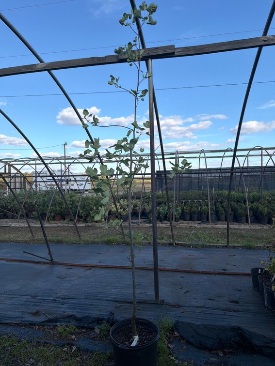 1count Tulip Tree 7 gal