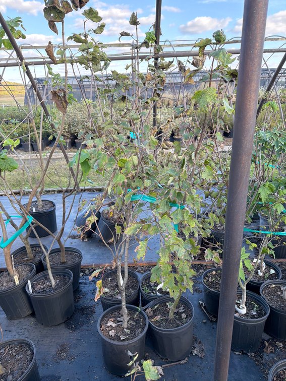 4count Red Sunset Maple Tree 3 gal
