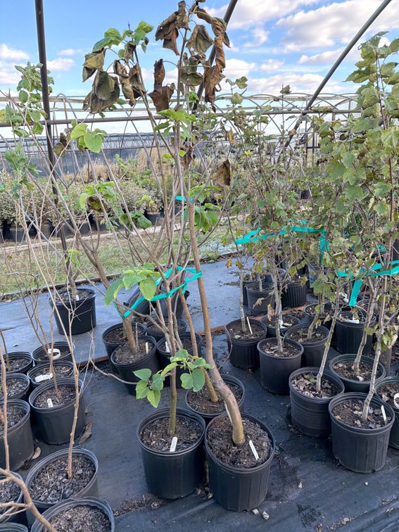 3count Catalpa Tree 3 gal